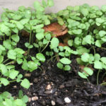 オシャレなガーデニングにはなれない・・私のグリーンは好きな物をタダで好きなだけ食べたいという情熱